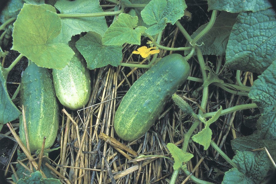 31+Homemade Pickles CUCUMBER Seeds Organic Summer Vegetable Garden Container