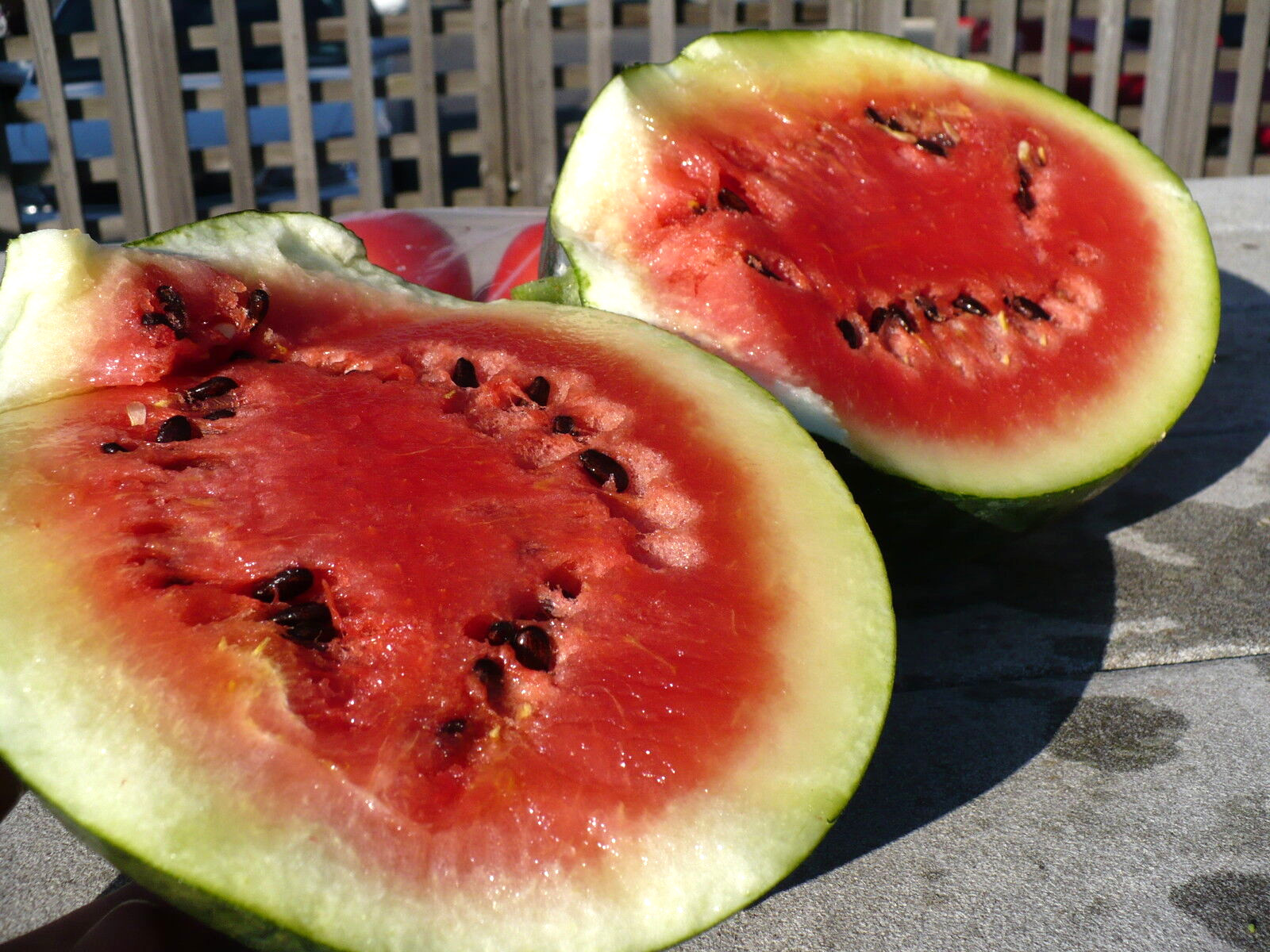 21 SEEDS – watermelon SUGAR BABY – only 73 days – GroCo USA – BUY 15-SHIPS FREE