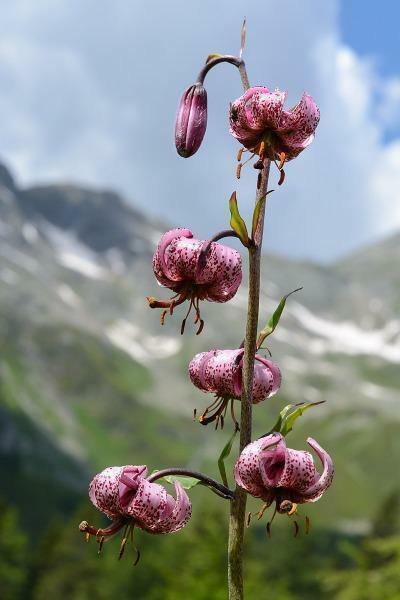 Lilium martagon | Martagon Lily | Turk’s Cap Lily | 10 Seeds