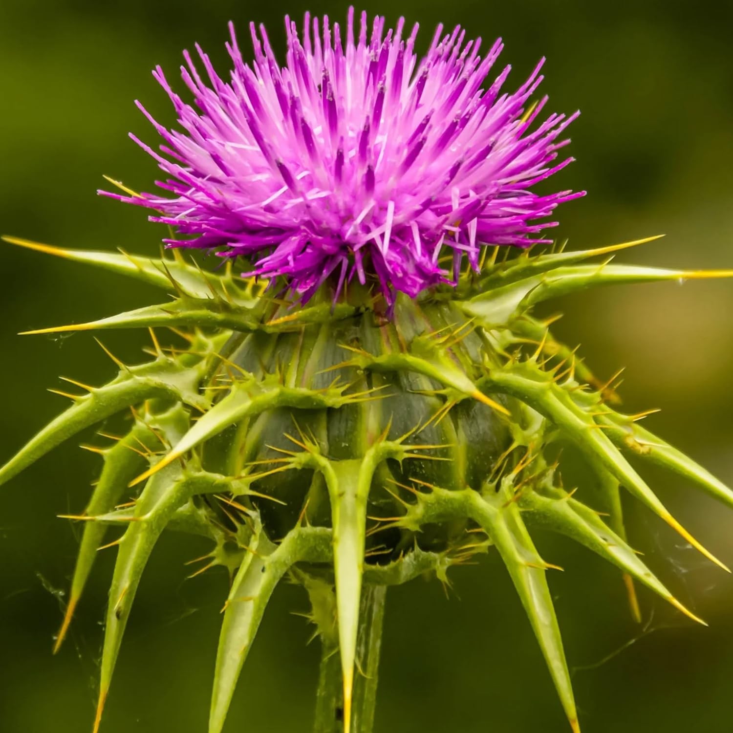 300 Milk Thistle Herb Seeds for Planting Annual Flowering Plant Beautiful Her…