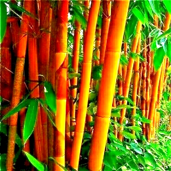 10 GOLDEN GROOVE BAMBOO SEEDS – Phyllostachys aureosulcata f. aureocaulis
