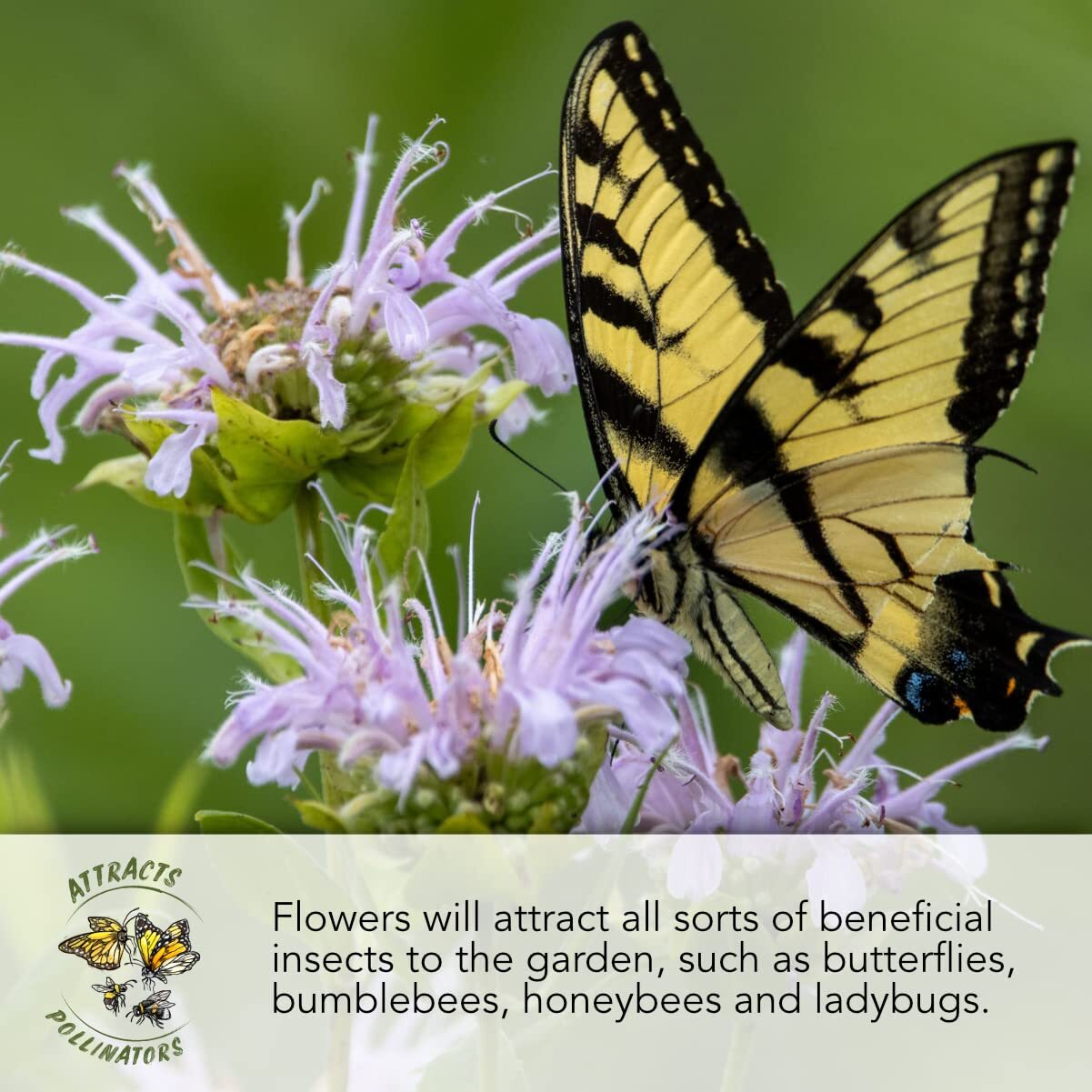 Bulk 12500 Seeds Honey Bee Wildflower Medium Pack (12500 Seeds)