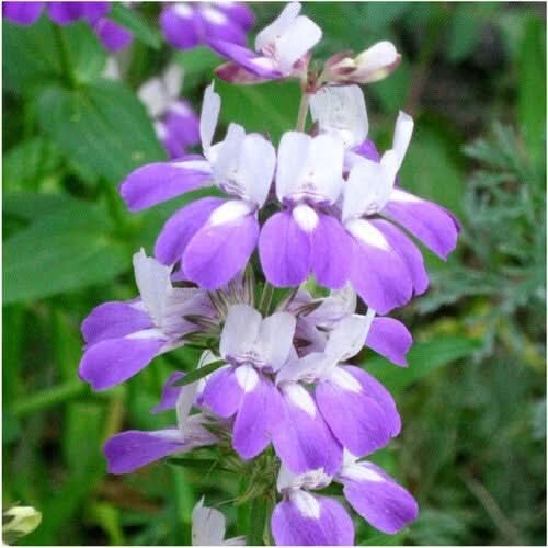 3 – Chinese Houses Seeds For Planting Collinsia Heterophylla 1,000 Seeds