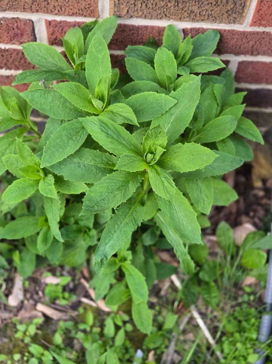 1 GRAM + Great Blue Lobelia/Lobelia siphilitica/ORGANIC/10000 + seeds/Native US/