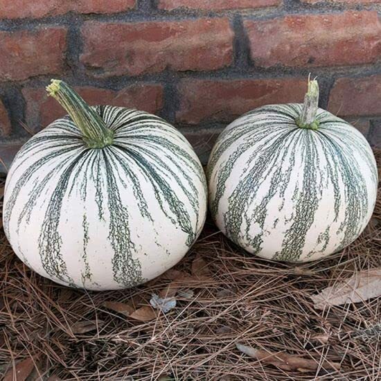10 Silver Edge Pumpkin Seeds for Planting Exotic Striped Squash Easy to Grow