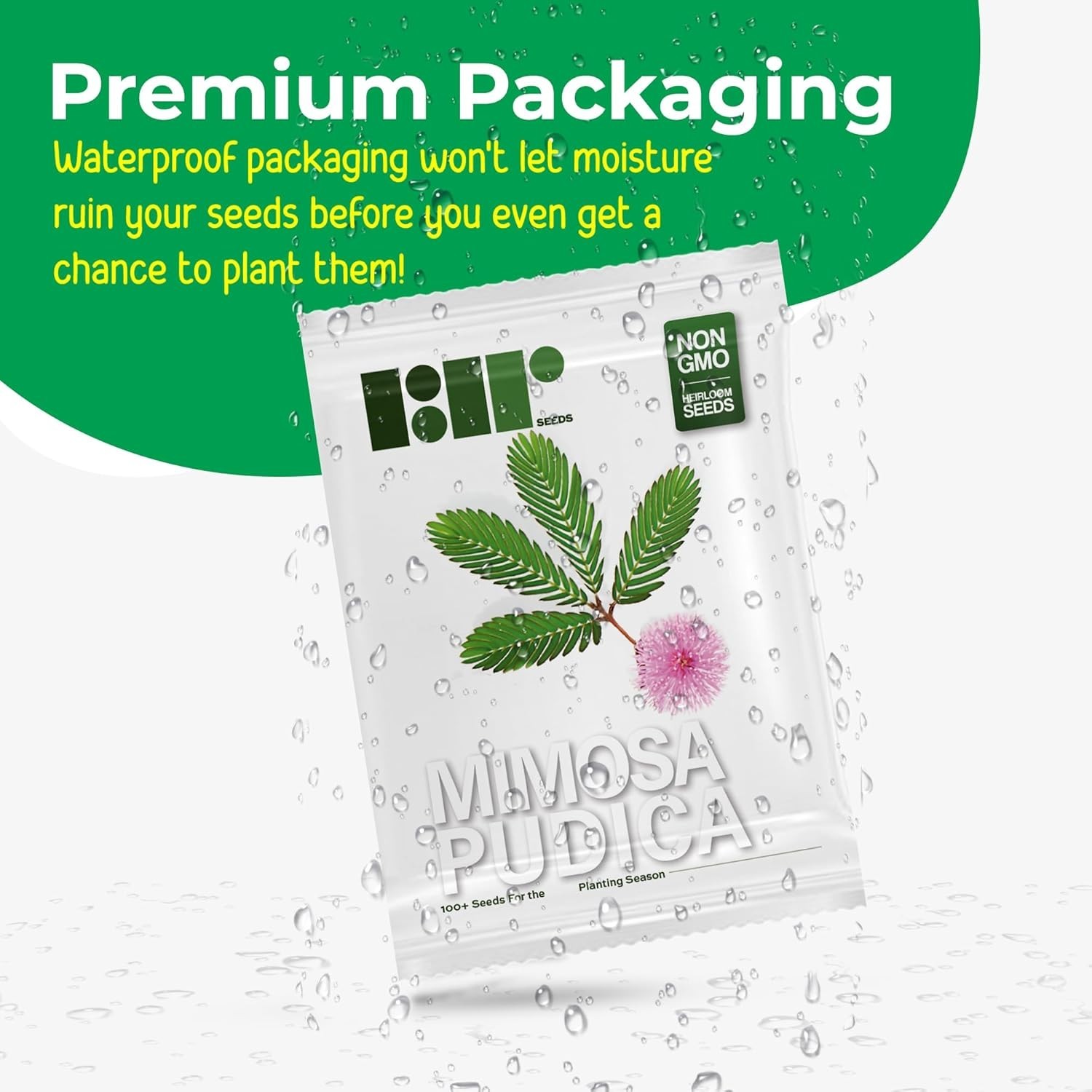Mimosa Pudica Seeds – 100 Count of Shy Touch-Me-Not Plants for Sensory Gardening