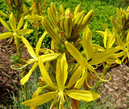 KING’S SPEAR Asphodeline Lutea – 20 Bulk Seeds