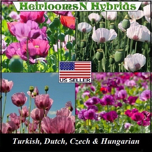 Mixed Organic P Somniferum Poppy Seeds Hungarian, Czech, Dutch, Turkish 10,000