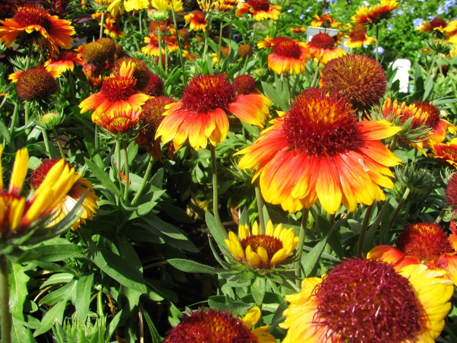 Perennial Blanket Flower Seeds – For 2025 Planting Gaillardia Aristata