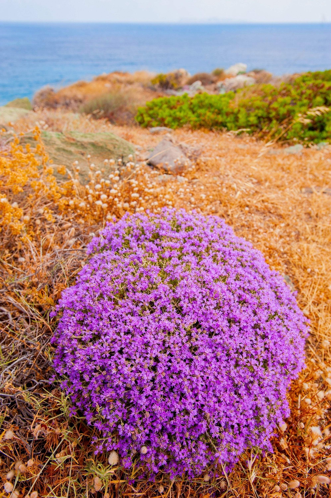40 CONEHEAD THYME Thymus Capitatus Thymbra Mediterranean Herb Flower Seeds