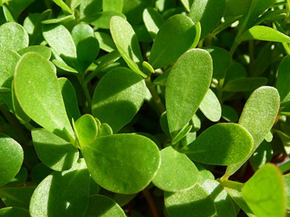 5000 GREEN PURSLANE SEEDS Herb Portulaca Oleracea – Non-GMO – Always Fresh Seeds