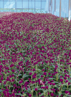 Gomphrena globosa Qis Purple 500 Printed Labels { Pk of 25 }