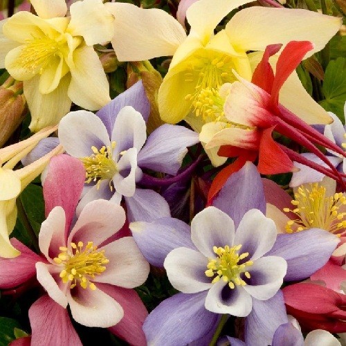 1,000+ McKana Giants Columbine Perennial Seeds Mixed Multiple Colors Aquilegia