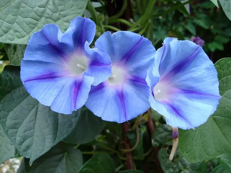IPOMEA PURPUEA Mix Tall MORNING GLORY FLOWER VINE SEEDS Fast Hardy Climber Plant