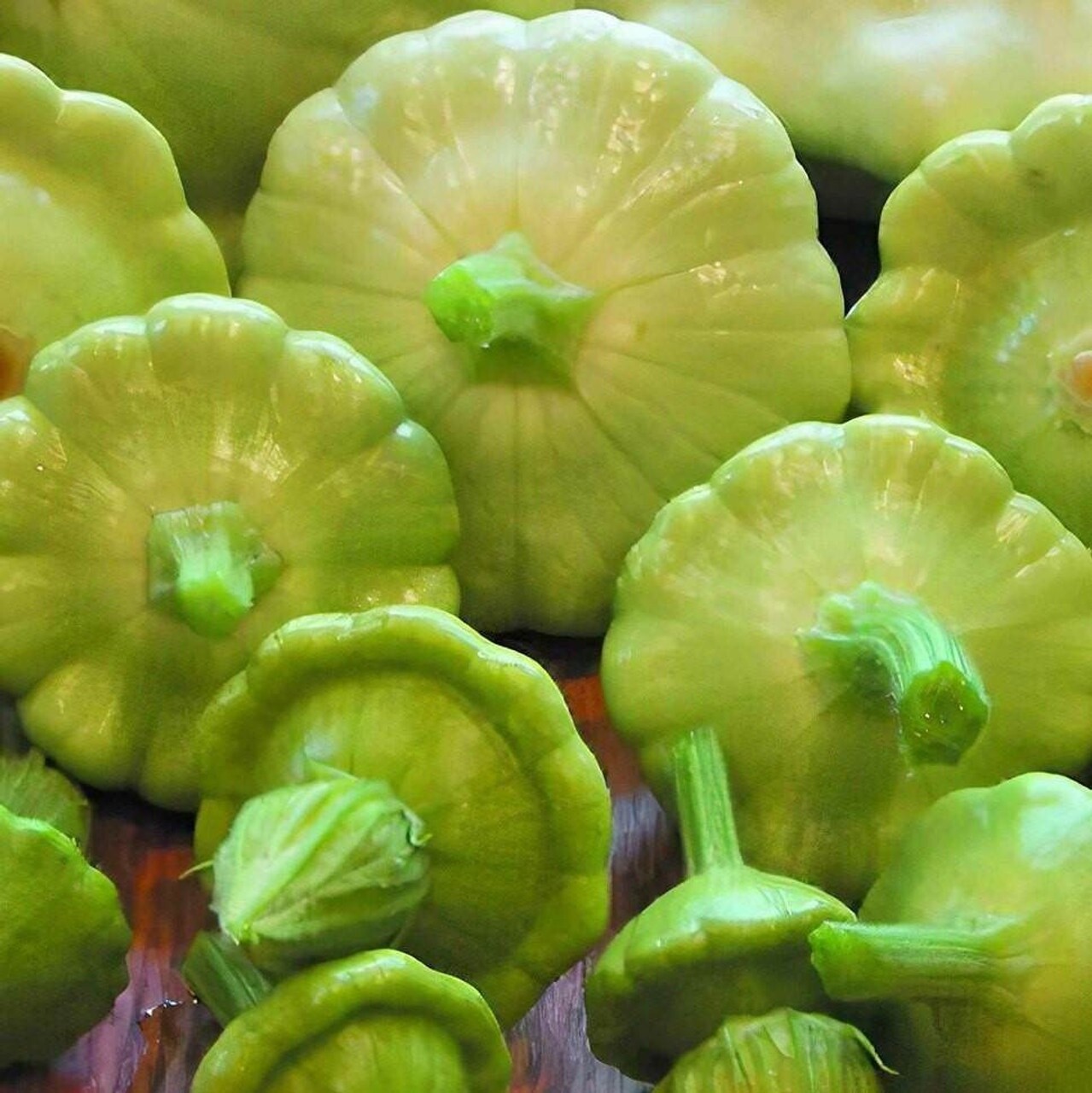 30 Organic Bennings Green Tint Summer Squash Seeds | NON-GMO| Fresh Garden Seeds