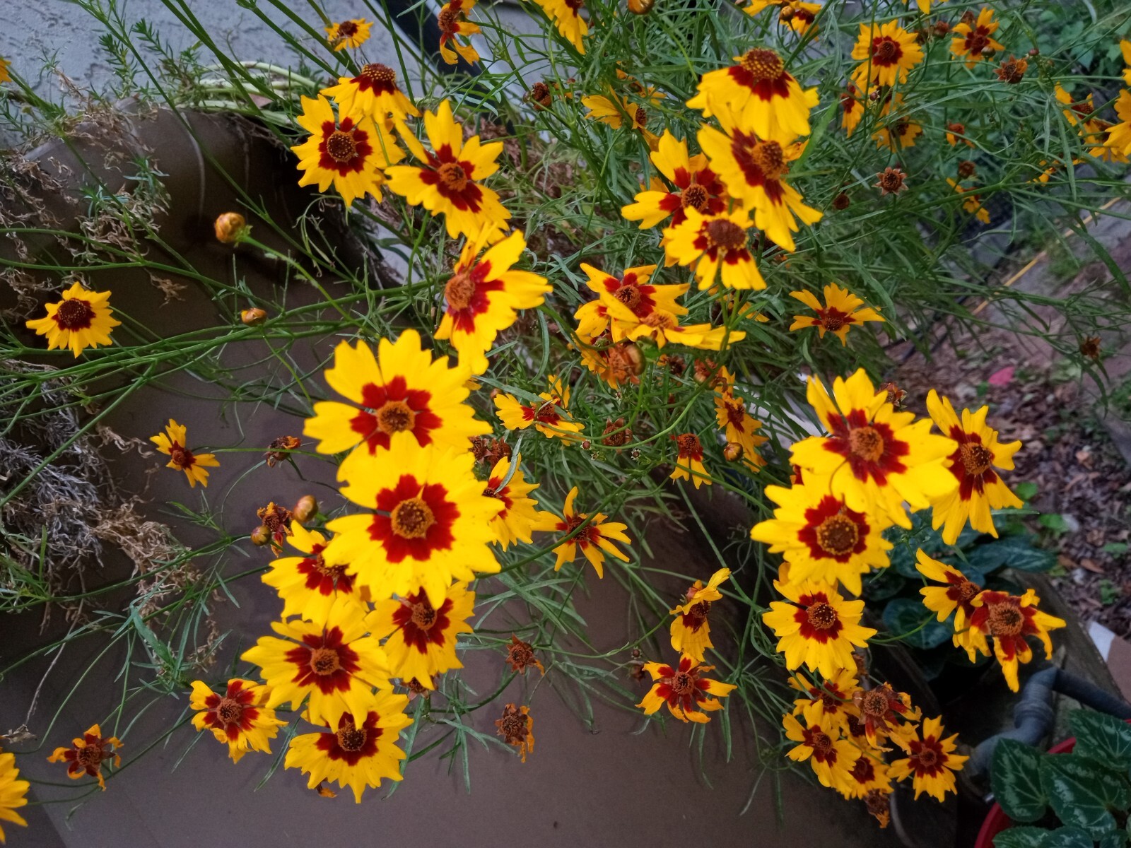 100+ Plains Coreopsis/Golden tickseed/Garden tickseed/Calliopsis Flower Seeds.
