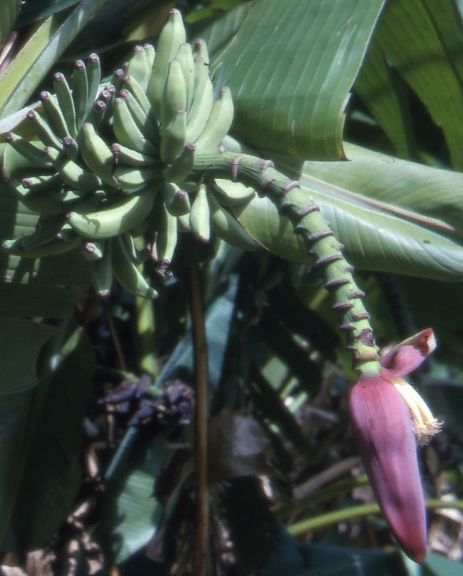 Musa thomsonii | 5_Seeds