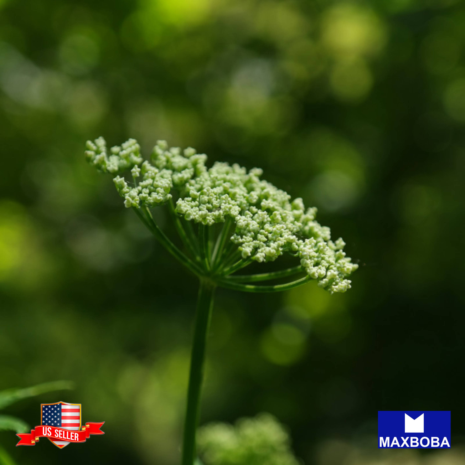 Angelica Herb Seeds Non-GMO Heirloom