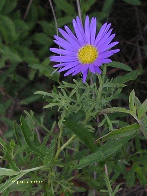 BULK Wildflower Seeds PURPLE Tahoka Daisy Heirloom Heat Sun Tolerant Native