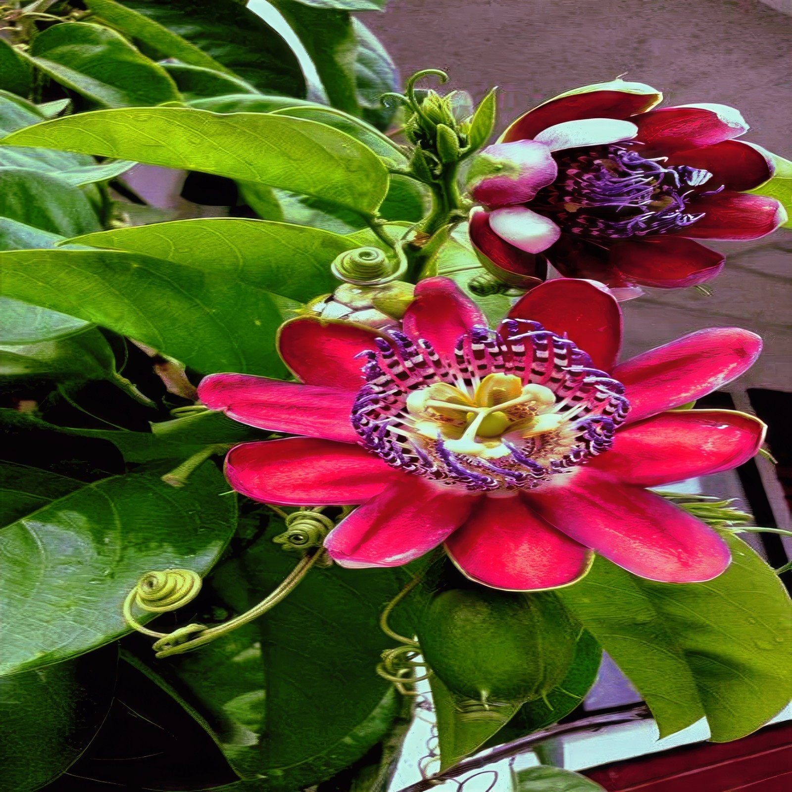 1,000 GIANT GRANADILLA SEEDS Passiflora quadrangularis Passionfruit Flower Vine