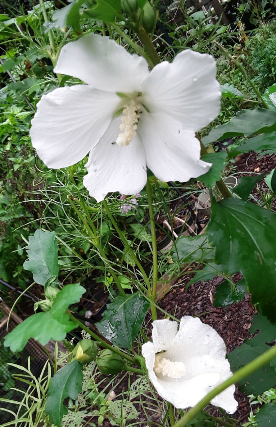50+White Rose of Sharon Seeds(Hibiscus syriacus/Aphrodite Althea/hardy hibiscus)