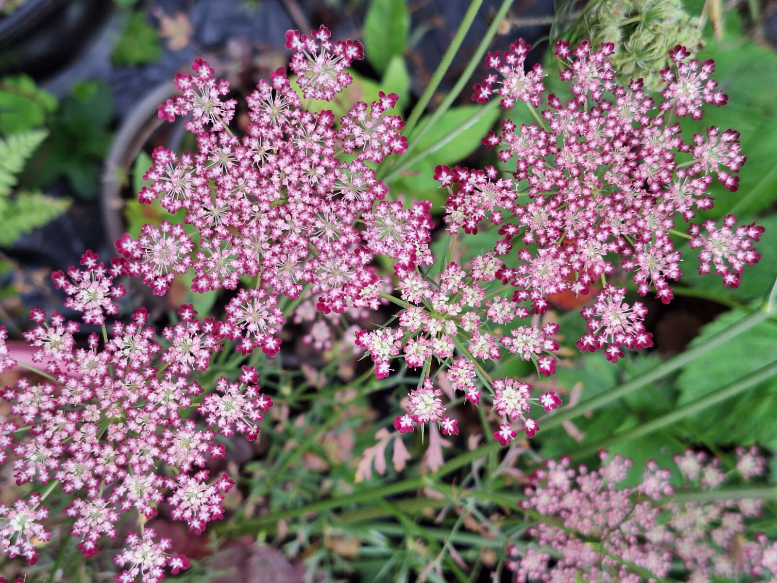 PURPLE AND PINK QUEEN ANNS LACE 100 SEEDS, DAUCUS CAROTA PURPURA