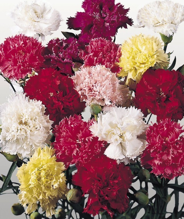 Dianthus Chabaud Giant mix, carnation 50 seeds