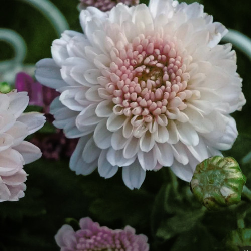 Blushing Blossom Mum Chrysanthemum Seeds 200+ Seeds Mum Flower, Flower Seeds