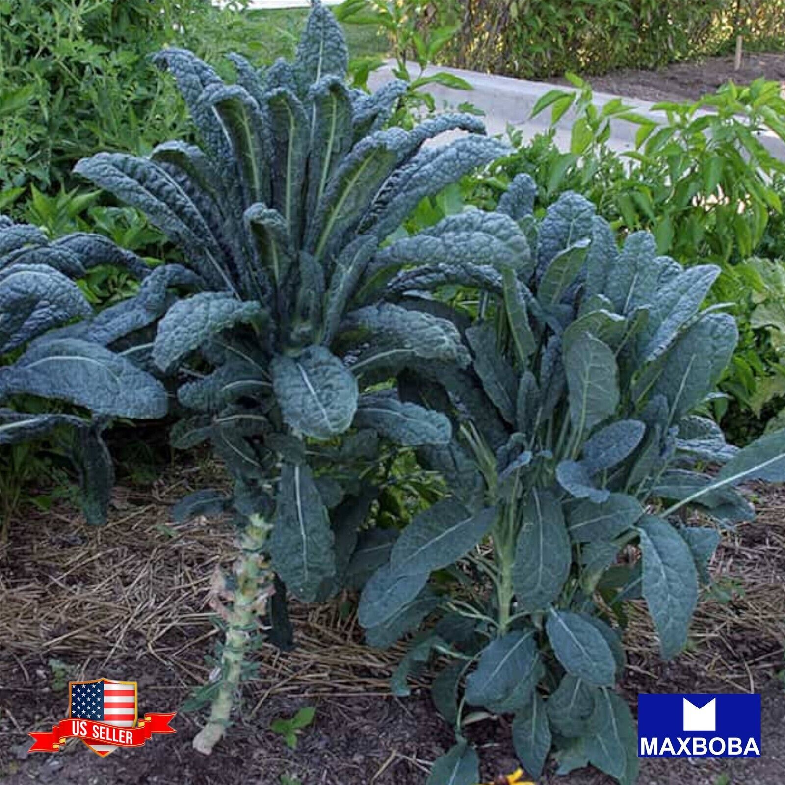 600+ Black Tuscan (Lacinato) Kale Seeds Heirloom Non-GMO BTGO 75% OFF