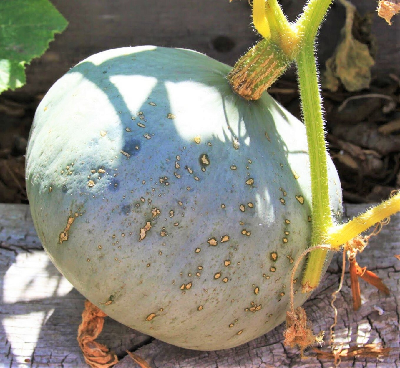 Sweet Meat Winter Squash Seeds | Blue Kuri Kabocha Jarradale Pumpkin Seed 2024