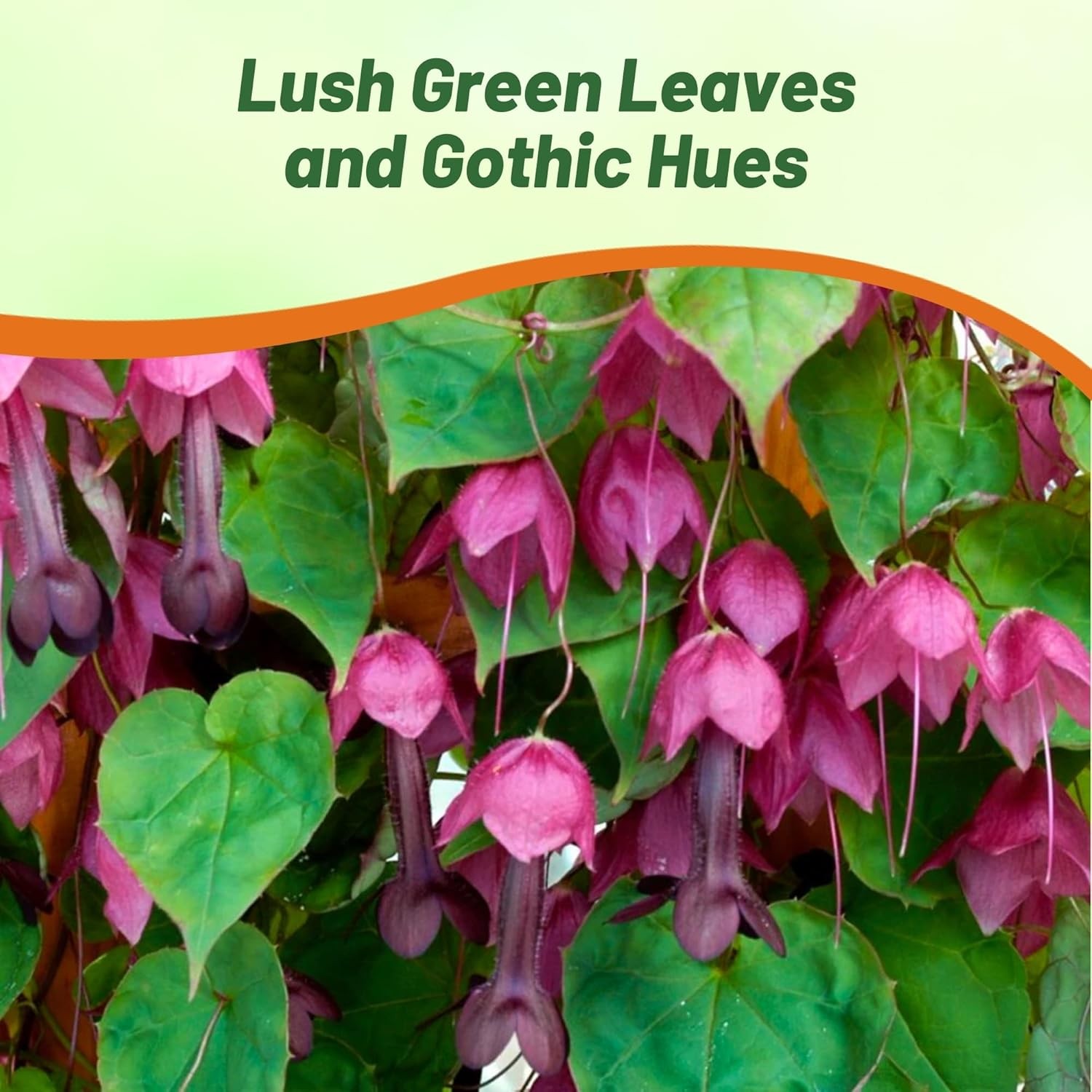 50 Seeds Rhodociton Atrosanguineus Seeds – Purple Bell Vine Flower Seed