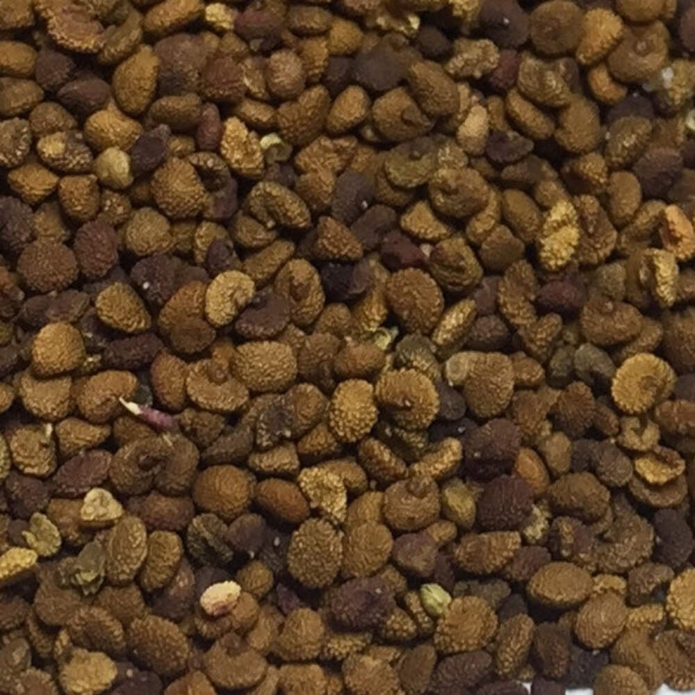 Skullcap (Mad Dog) Seeds (Scutellaria lateriflora) ~Traditional Herb Garden