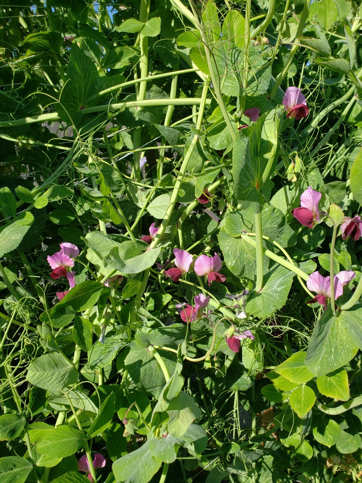 Sugar Magnolia purple snap pea seeds Non-GMO, 40 Seeds