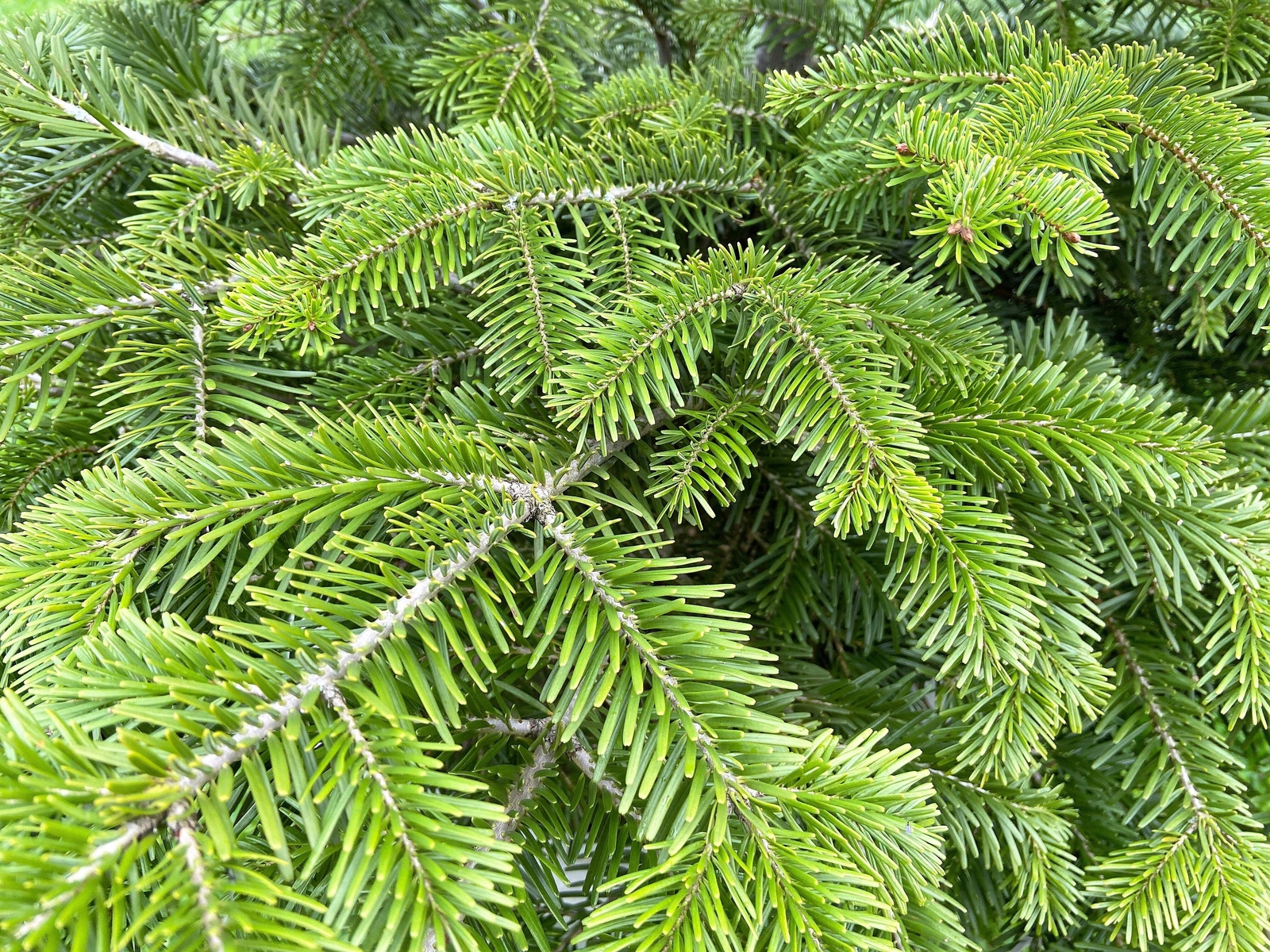 30 BALSAM FIR Tree Abies Balsamea Christmas Tree Silver Pine Canadian Fir Seeds
