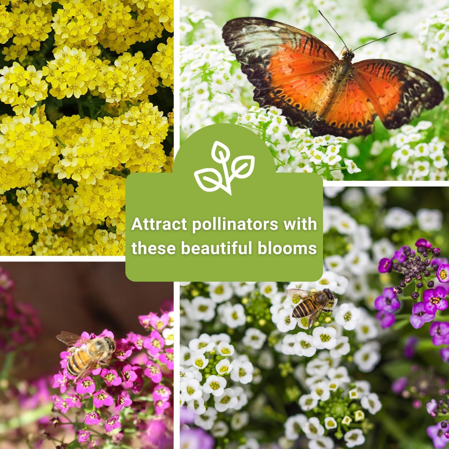 – Sweet Alyssum Flower Seed Collection for Planting – White, Purple, Pink, and Y