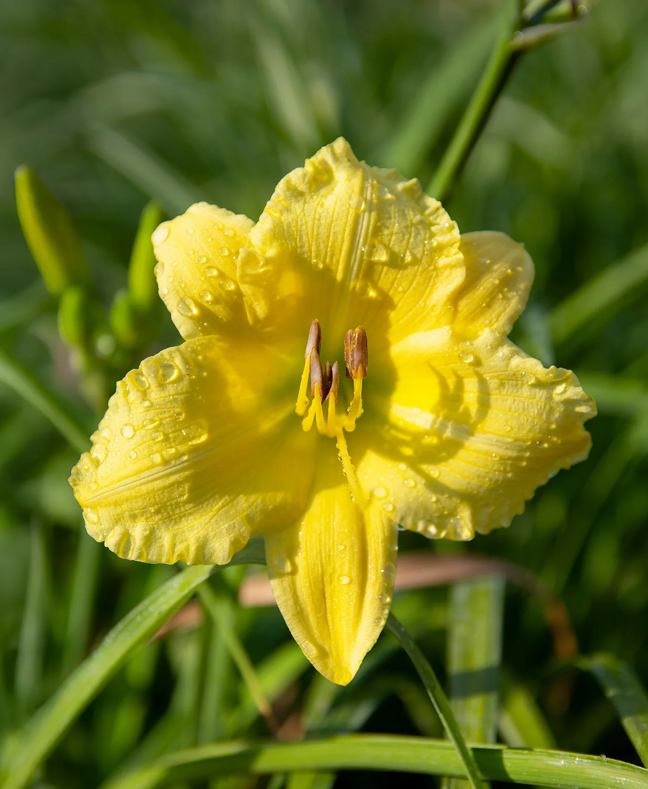 Big Time Happy Reblooming Daylily – 3 Root Divisions