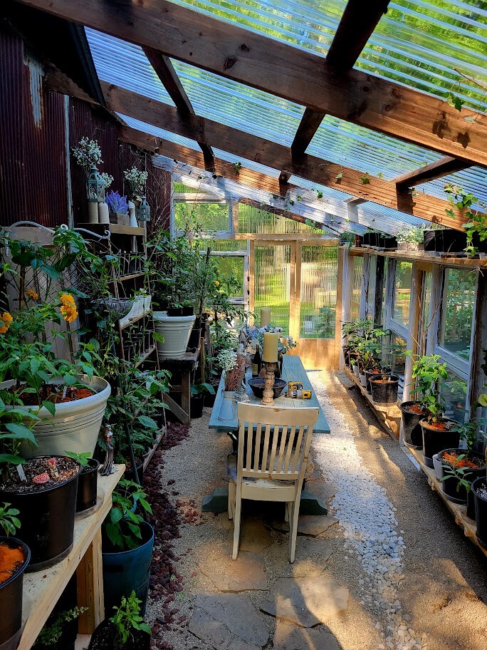 GOLDEN JUBILEE Tomato 25-Seeds Organically Grown Unique Creek Homestead