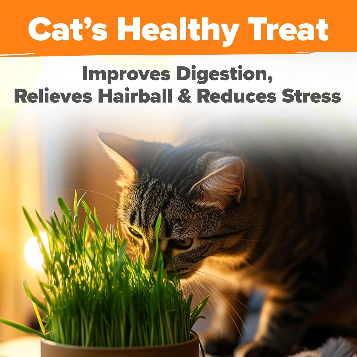 Organic Cat-Grass Seed Mix (Oat & Barley) – 4 Oz – Easy Indoor Planter