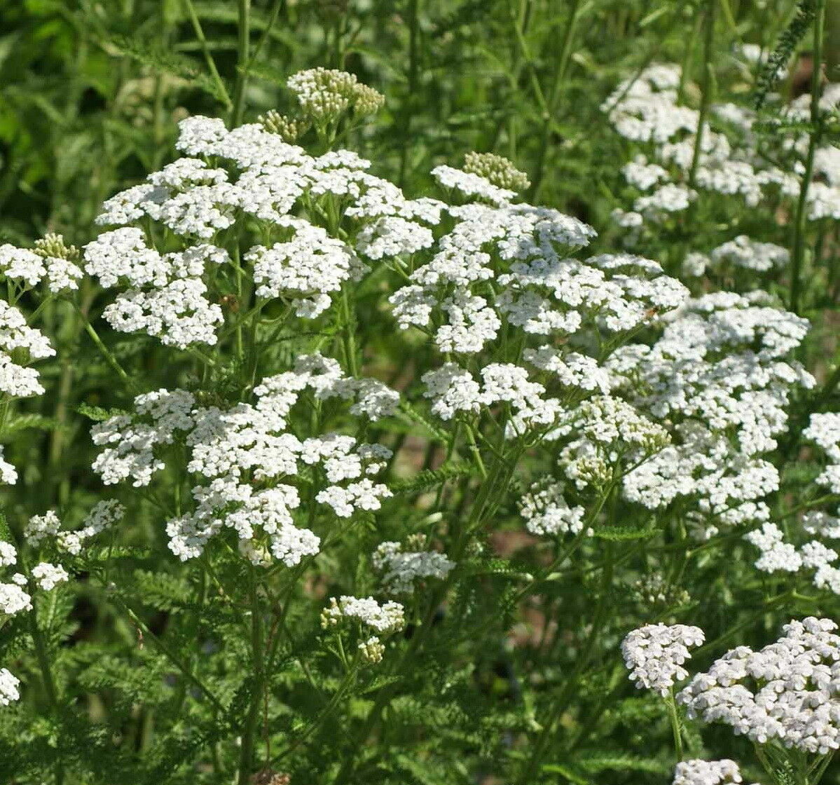 White Yarrow Achillea Millefolium Flower Herb Seeds (1000 to 100,000 SEEDS)