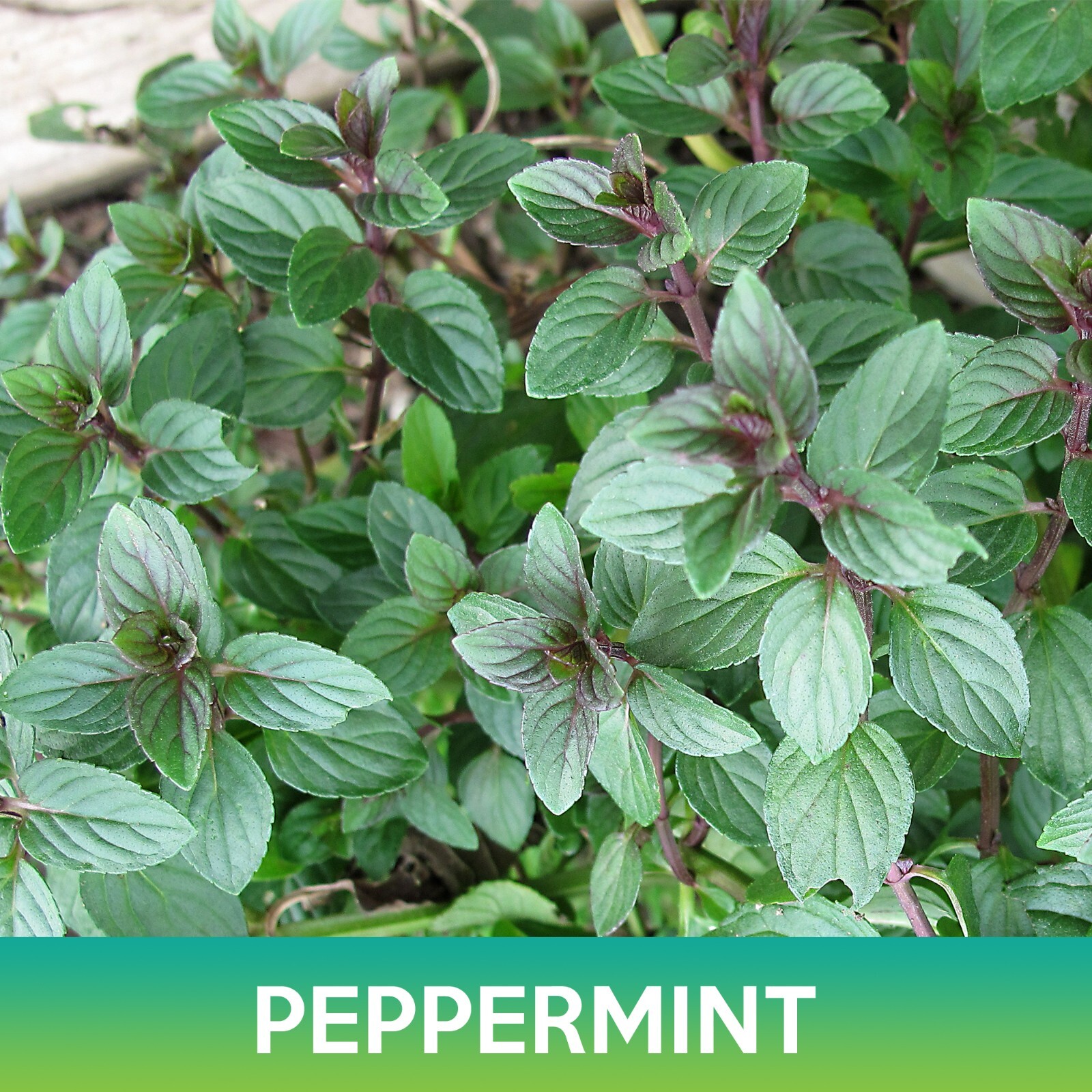Peppermint Seeds, Mentha piperita