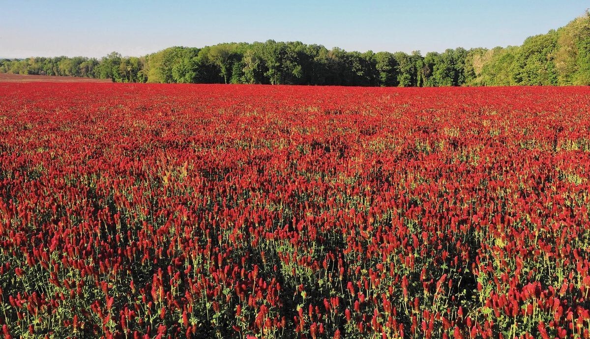 Crimson Clover Seed – NON-GMO Heirloom Inoculated Cover Crop & Food Plot