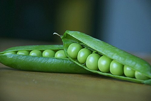 Pea Alaska Great Heirloom Vegetable By Seed Kingdom 50 Seeds