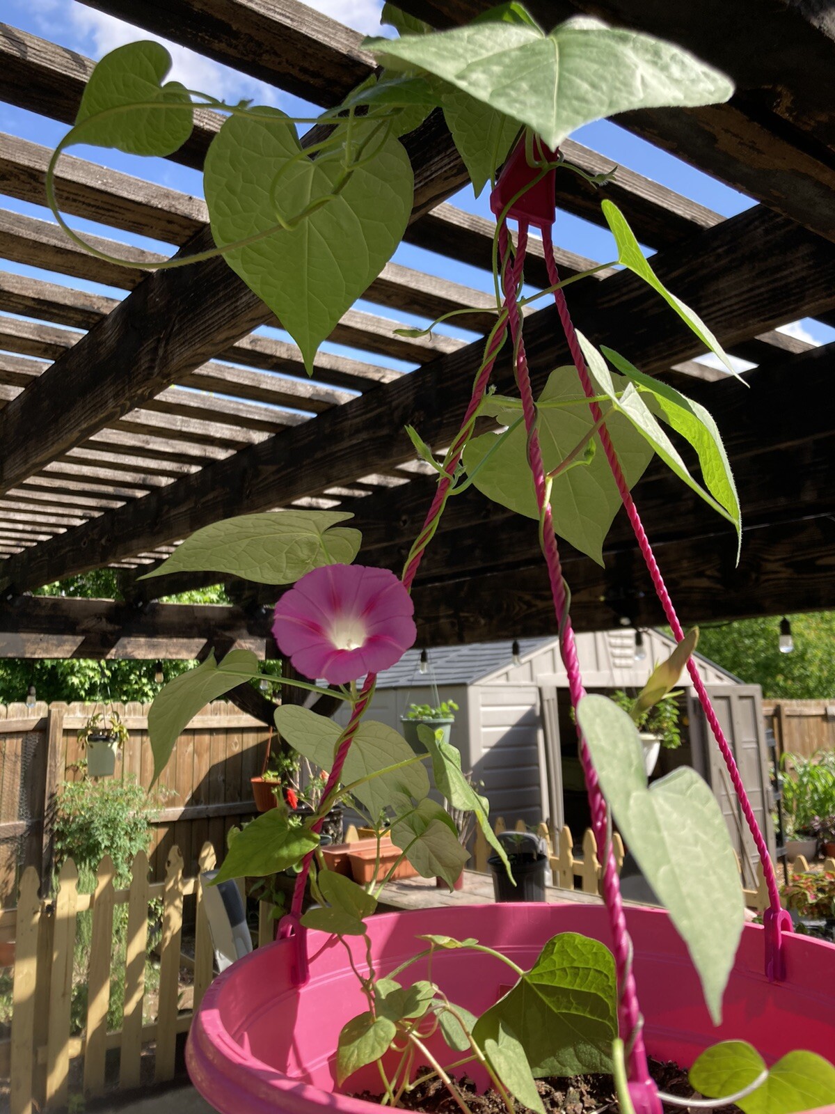 Morning Glory Royal Purple 50 Fresh Seeds Free Gift Seeds w/Every Garden Order!