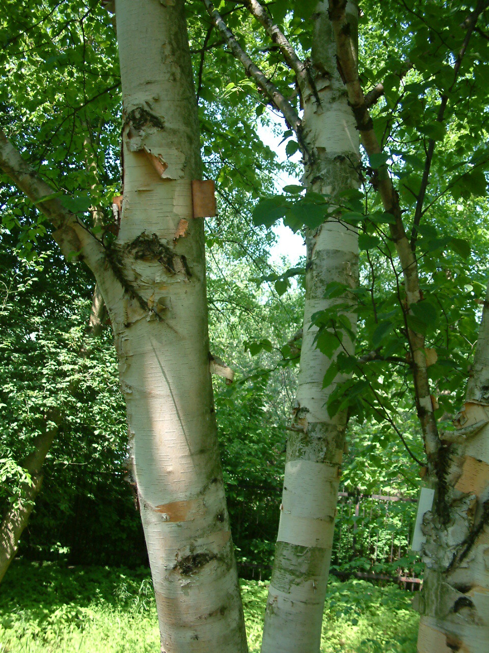 Paper Birch, Betula papyrifera, Tree Seeds