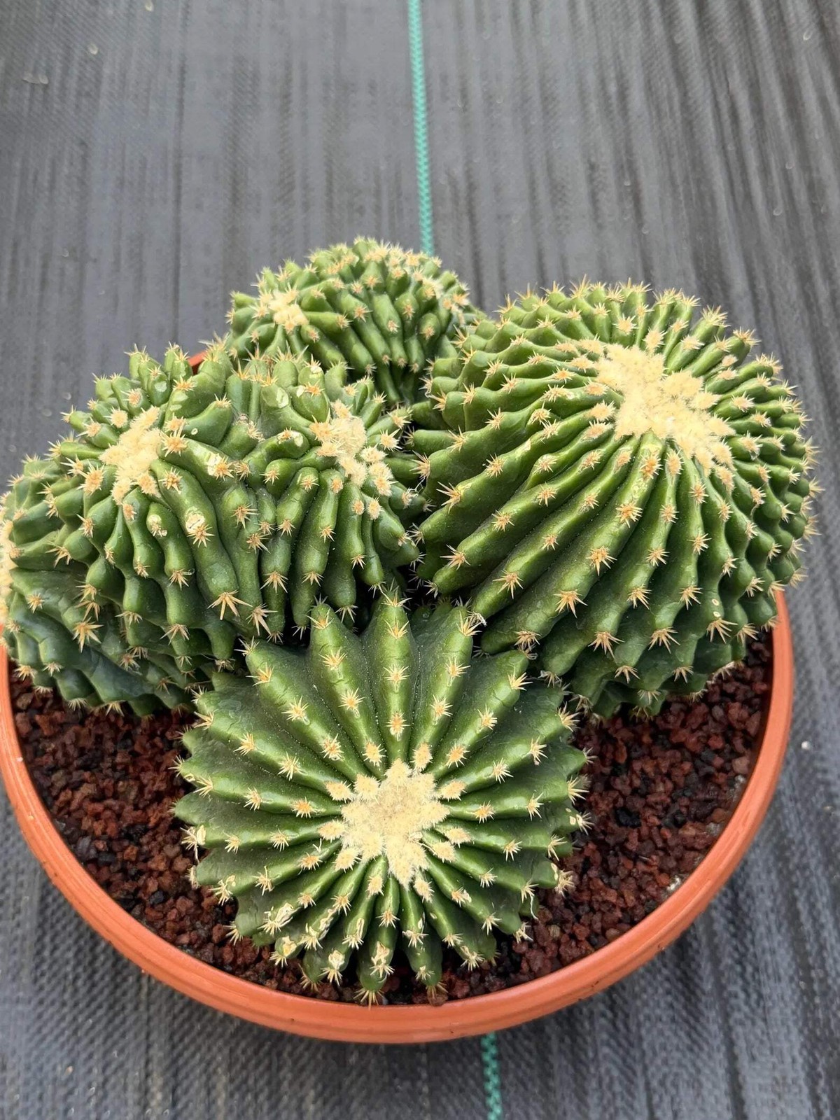 Crested Echinocactus Grusonii Inermis | Rare Short Spine Cluster Live Cactus