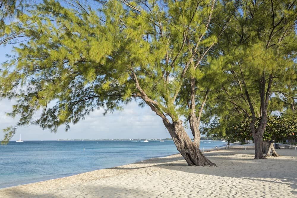 Australian Beach Pine Tree | Premium Seeds | Casuarina equisetifolia | Plants’®