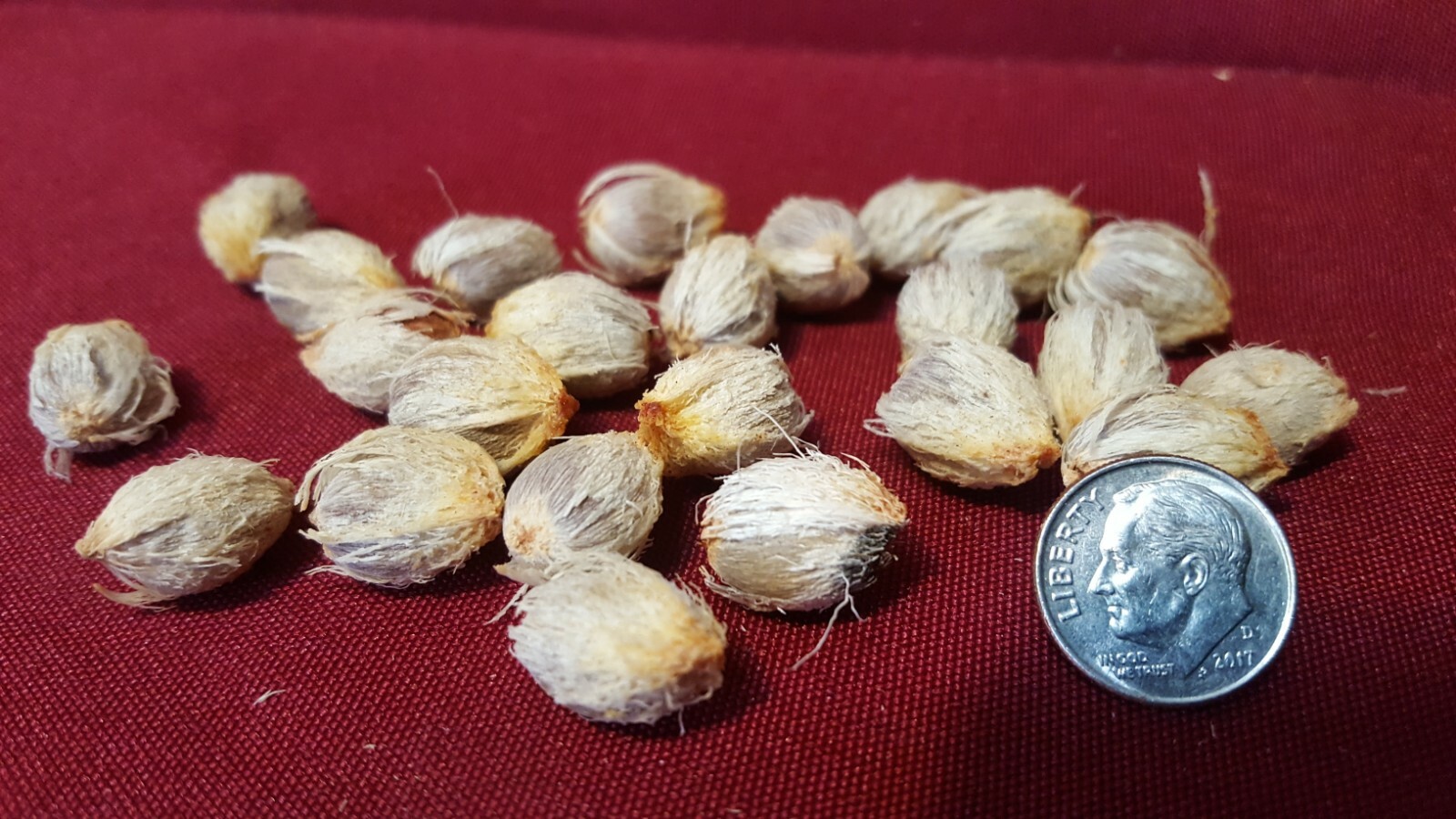 Jerusalem Palm Tree Seeds 24 count