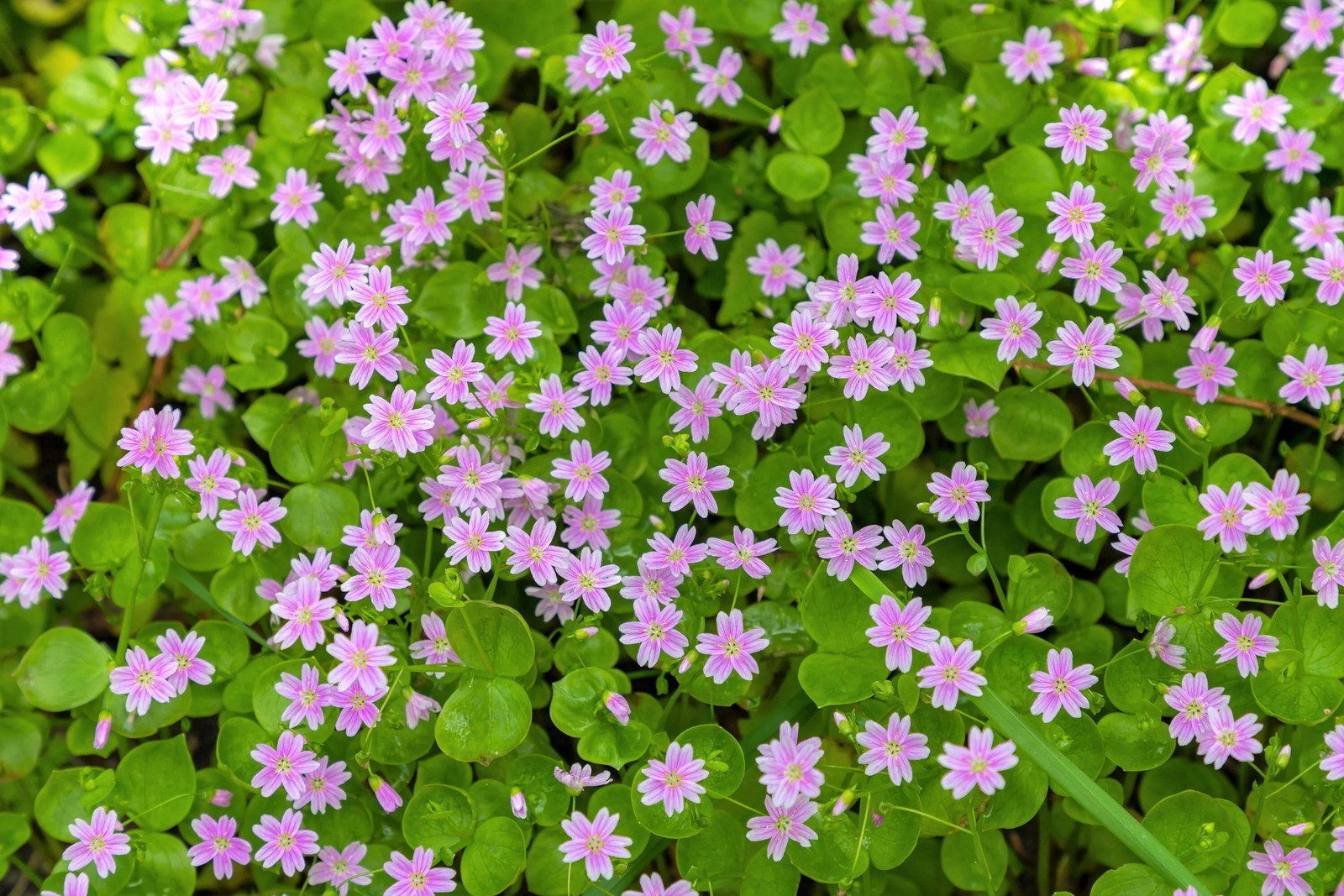20 SIBERIAN SPRING BEAUTY Claytonia Sibirica Purslane Pink Shade Flower Seeds