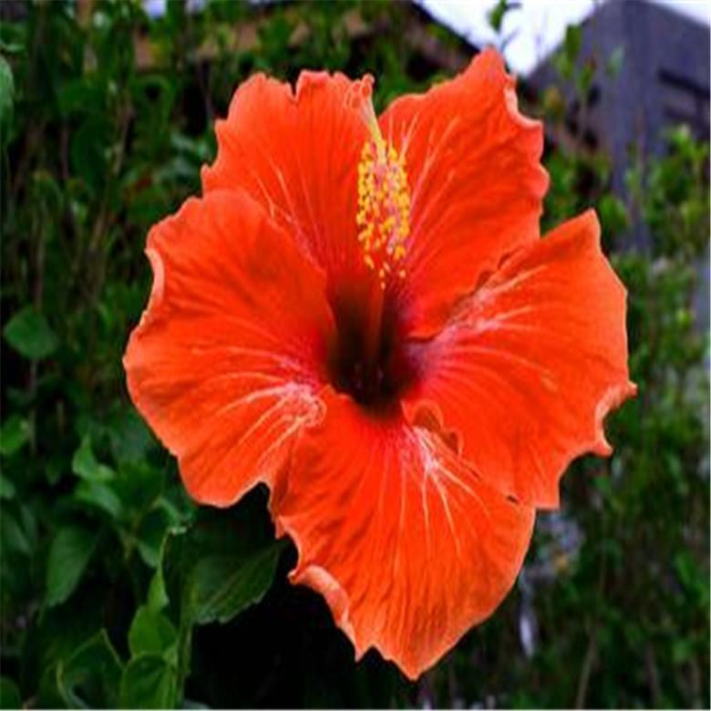 20 HIBISCUS FLOWER SEEDS rare exotic bloom plant garden bed bush germination