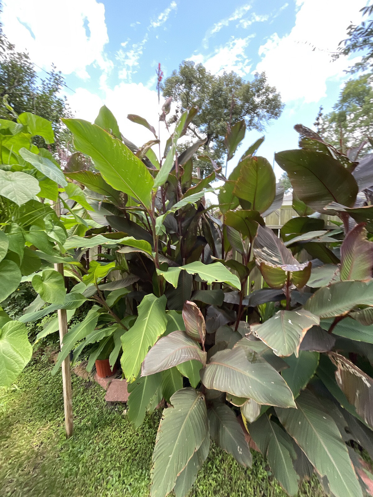 GIANT RED KING CANNA (2) Rhizome~7 Ft tall~1 Red & 1 Green leaf